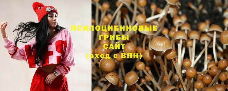 Псилоцибиновые грибы Psilocybine cubensis  где продают   Катав-Ивановск 